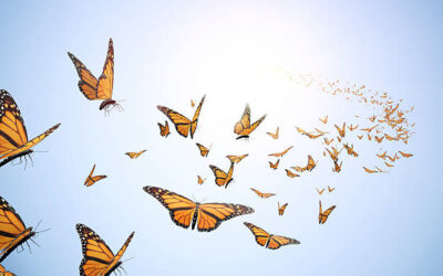 Butterflies From Heaven