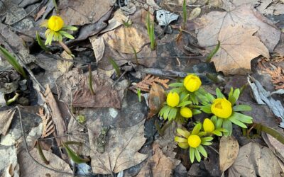 Grief and Hope in the Spring